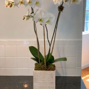 Hampton's Summer Season Large White Triple Phalaenopsis Orchid Planter