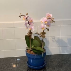 Hampton's Summer Season Double Stem Pink Mini Phalaenopsis Orchid Planter