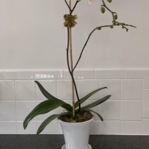 Hampton's Summer Season Single Large Stem White Phalaenopsis Orchid Planter