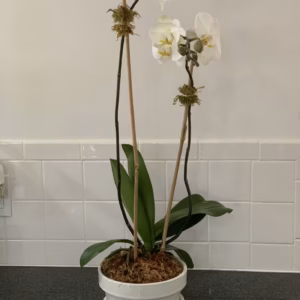 Hampton's Summer Season Large White Double Phalaenopsis Orchid Planter